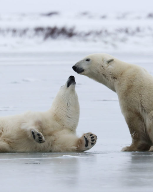 PolarBears_a016
