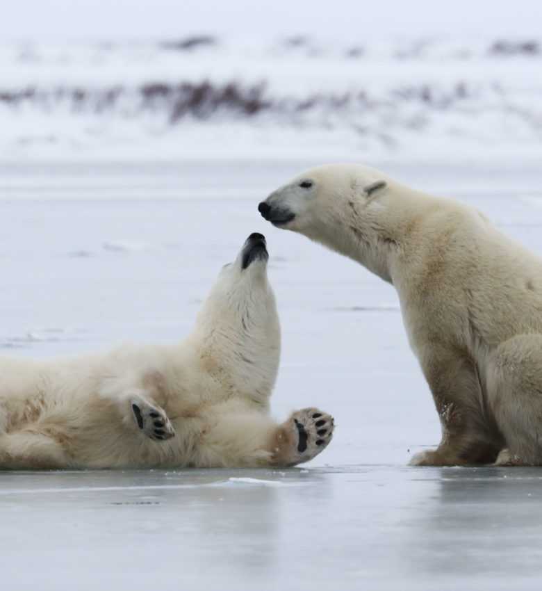 Polar Bears