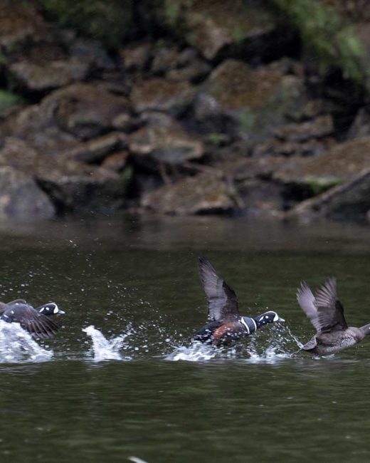 GRIZZLY-BEARS-201812