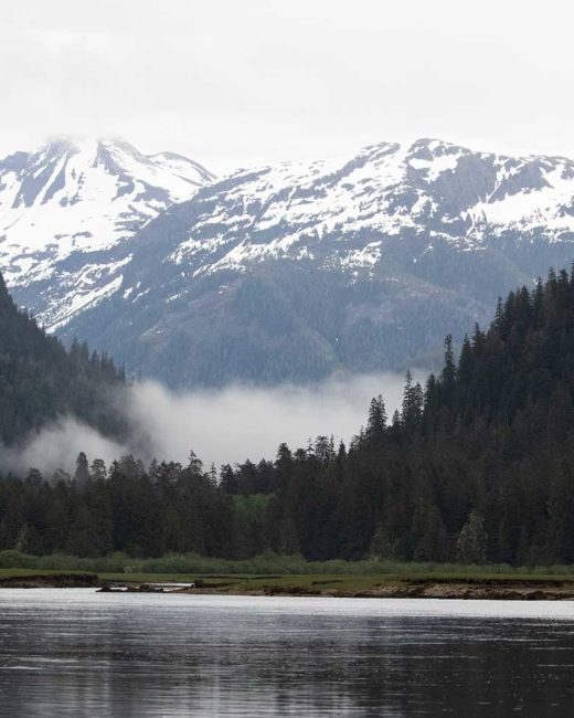 GRIZZLY-BEARS-201820