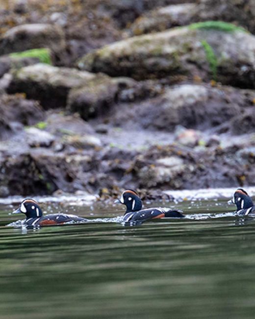 GRIZZLY-BEARS-201822