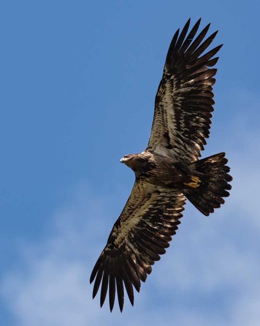 GRIZZLY-BEARS-201824