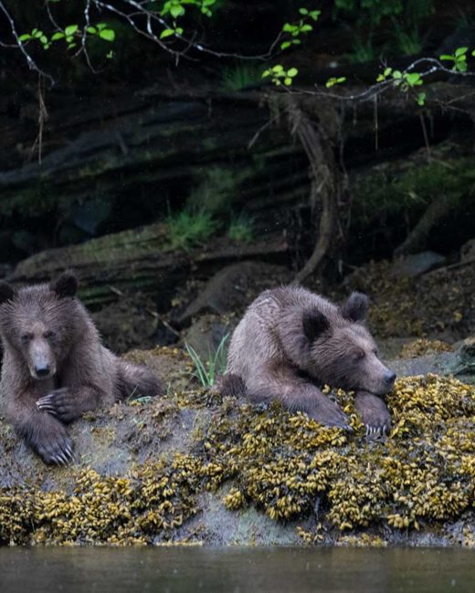 GRIZZLY-BEARS-201826