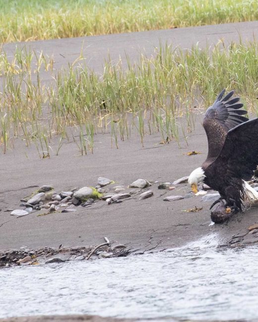 GRIZZLY-BEARS-201827