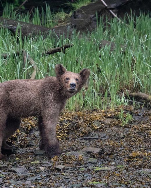 GRIZZLY-BEARS-201828