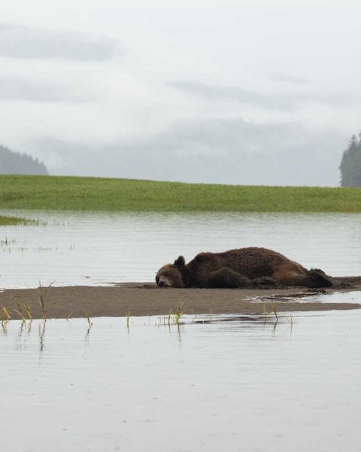 GRIZZLY-BEARS-201829